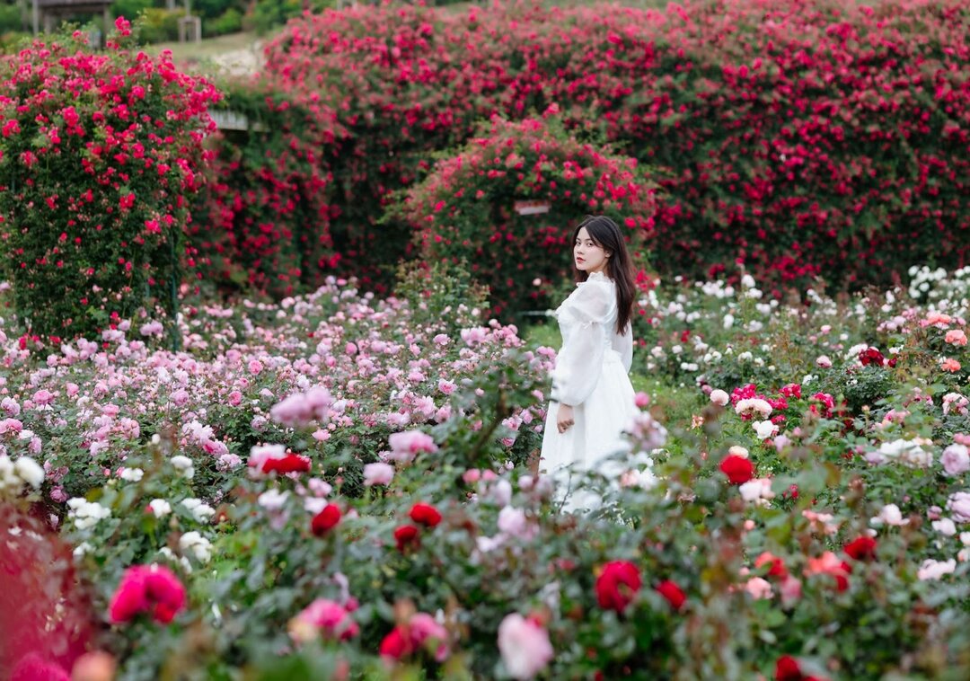 Fansipan: Địa điểm ngắm hoa hồng đẹp nhất miền Bắc 